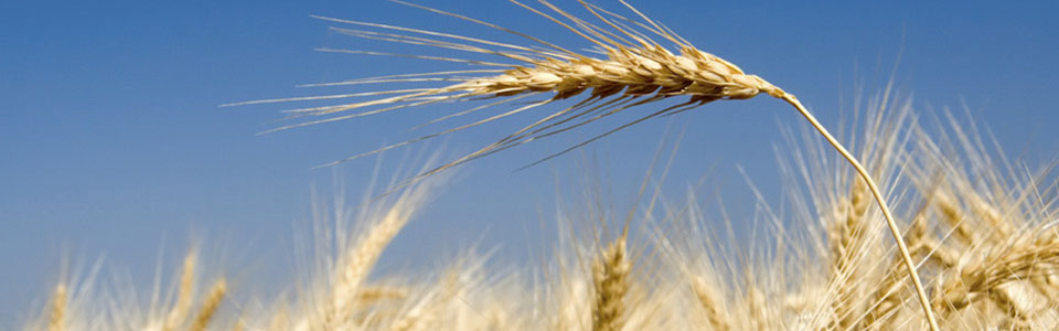 Integritetspolicy för Blackeartheast.se